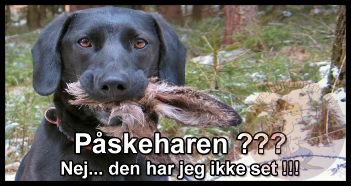 Påskeharen Nej… den har jeg ikke set